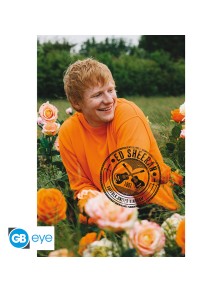 Ed Sheeran - Poster Maxi 91.5x61 - Rose Field