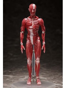 HUMAN ANATOMICAL MODEL...