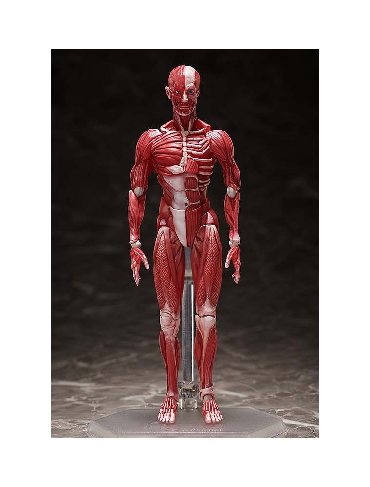 HUMAN ANATOMICAL MODEL FIGMA AF