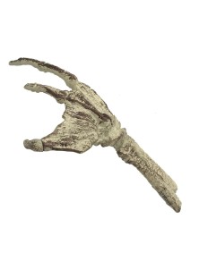 UM FOSSIL CREATURE HAND...